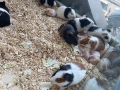 -怪兽屋·羊驼·猫咖·狗咖(俊华广场店)