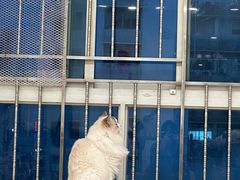 -有喵·猫咖·狗咖·30几只猫10只小狗(岗厦店)