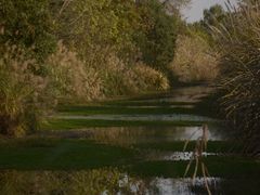 -白鹭湾湿地公园