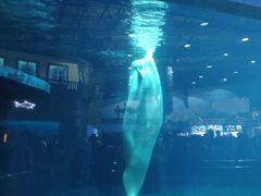 -安徽阜阳卷馍(西单店)