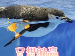 -海合安成都极地海洋公园