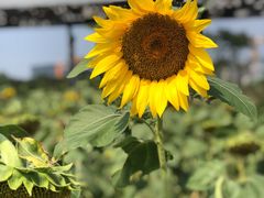 -光明小镇欢乐田园