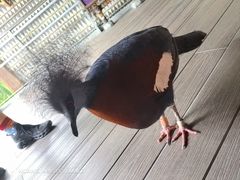 -新加坡飞禽公园