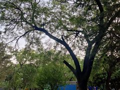 -北京大学燕东园