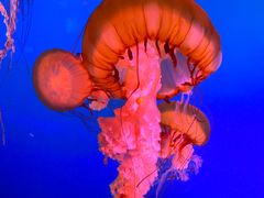 -太平洋海底世界