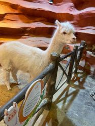 -酷嗒动物文化乐园(cutezoo西溪乐天城店)