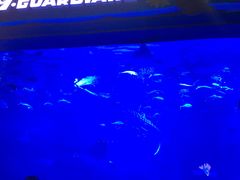 景点-烟台海昌鲸鲨海洋公园