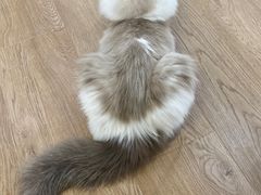 -1013 PET SHOP精品宠物商店(丁香店)