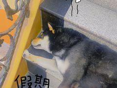 -喜柴咖啡·柴犬狗咖