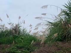 -天鹿湖森林公园