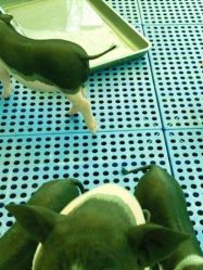 -萌宠亲子动物乐园(槐房万达店)