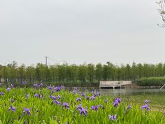 -春花秋色城市公园