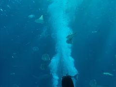 -亚特兰蒂斯•OSSIANO奥西亚诺海底餐厅