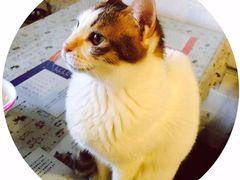 -萌喵咖啡屋(人民东路4号口M16商铺店)