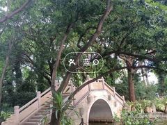 -金花茶公园