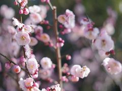 -梅花山(明孝陵内)
