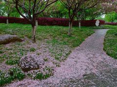 -高东镇樱花园
