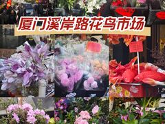 -溪岸路花鸟市场