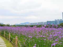 -深圳湾公园(南山区)