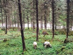-硗碛藏寨·神木垒景区