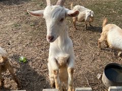 -前小桔亲子创意农场·草莓采摘·露营烧烤