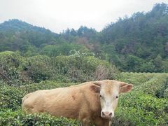 -木兰云雾山