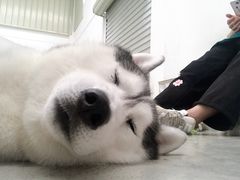 -星多哈·狗咖·拼豆·咖啡