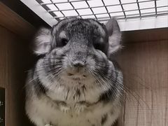 -龙猫仔乐园(惠福东路店)