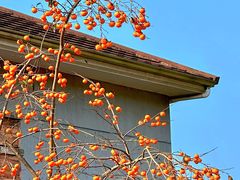 -东天目山风景区