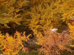 景点-遵化市禅林寺古银杏风景园