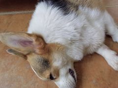 -柯斗斗主题餐厅·狗咖·围炉煮茶·茶饮(国瑞升平里店)