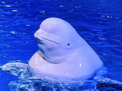 -海合安天津极地海洋公园