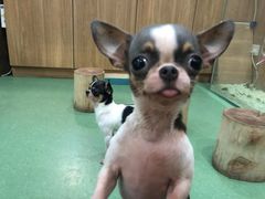 -藦茜花园宠物主题亲子互动体验馆(国顺东路店)
