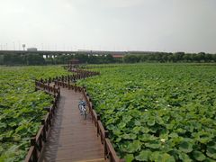 -荷塘月色湿地公园·向阳花洲
