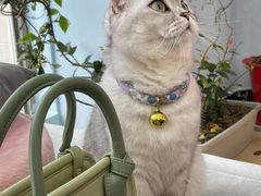 -喵宠乐园·撸猫互动·猫舍