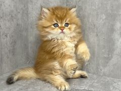 -小猫来了·猫舍(红山六九七九店)