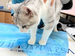 -创凡宠物医院·骨专科  猫科中心(西乡分院)