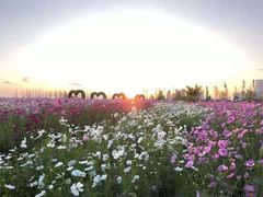 -南通鲜花小镇