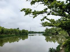 -九科绿洲
