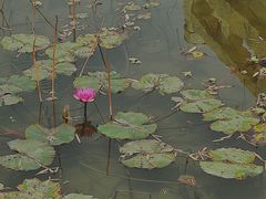-厦门园林博览苑