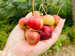 -大岭沟猕猴桃谷风景区