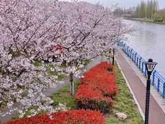 -高东镇樱花园