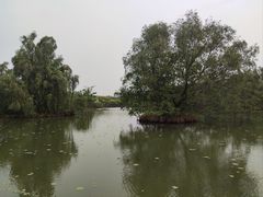 -大湾区中央湿地公园