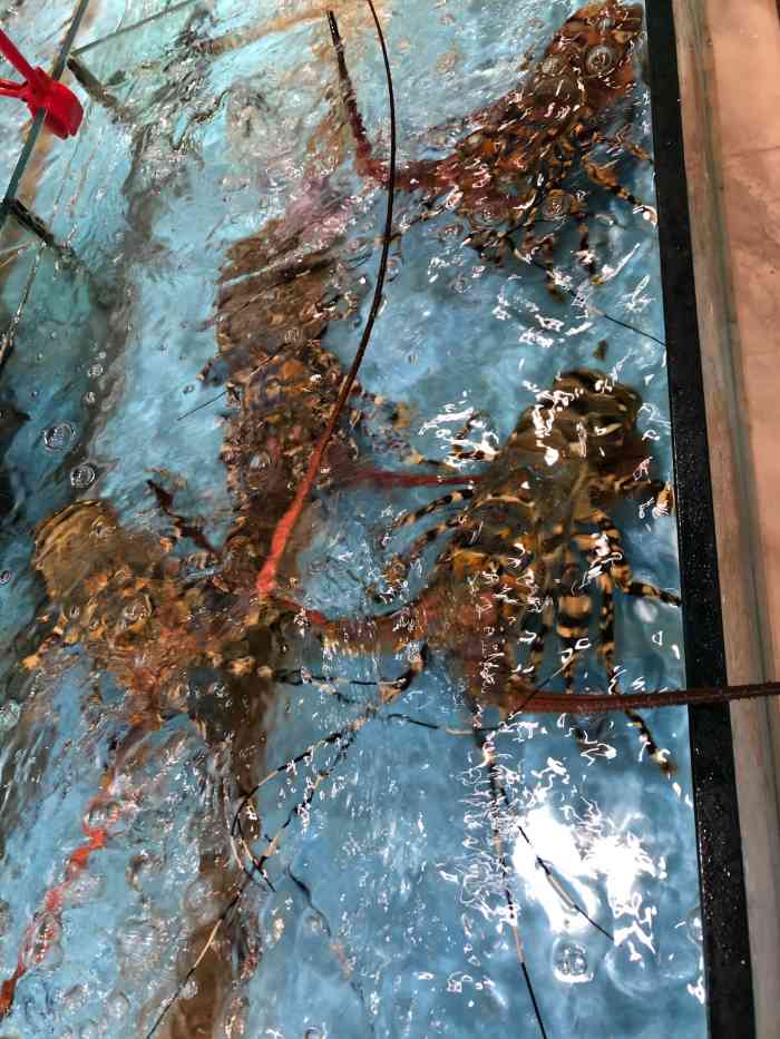 东海湾海鲜城-"…海鲜品种多 菜品也丰富 …约会 ,."-大众点评移动版