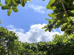 -亚龙湾中心广场