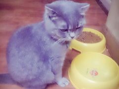 -猫色咖啡·猫咖