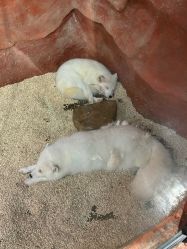 -Zoolung Zoolung动物主题公园(海信广场店)