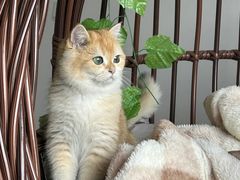 -lincat·猫舍(广州店)