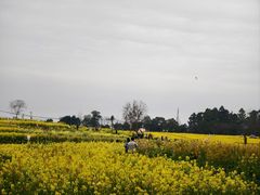 -三圣花乡旅游区