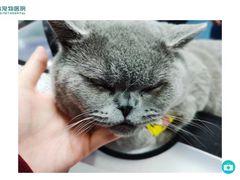 -伟伟宠物医院·瑞派猫友好医院·猫科(光谷店)